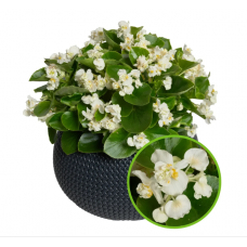 Семена Бегония вечноцветущая махровая Фея F1 white (Zip-пакет 10 сем. драже)