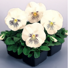 Насіння віола віттрока Кетс F1 (котячі мордочки) біла (Zip-пакет 5 нас.) Насіння віола віттрока Кетс F1 (котячі мордочки) біла (Zip-пакет 5 нас.)