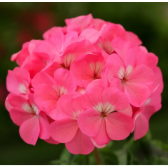 Насіння пеларгонія зональна Дансер F2 deep rose (Zip-пакет 5 нас.) Насіння пеларгонія зональна Дансер F2 deep rose (Zip-пакет 5 нас.)