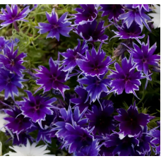 Семена флокс Друммонда Попстар F1 deep blue (Zip-пакет 5 сем.) Семена флокс Друммонда Попстар F1 deep blue (Zip-пакет 5 сем.)