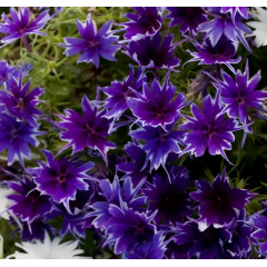 Семена флокс Друммонда Попстар F1 deep blue (Zip-пакет 5 сем.) Семена флокс Друммонда Попстар F1 deep blue (Zip-пакет 5 сем.)