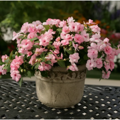 Семена бальзамин махровый Атена F1 appleblossom (Zip-пакет 5 сем.)