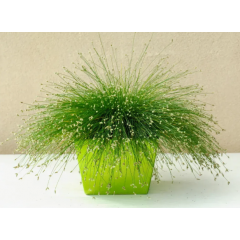 Насіння ізолепіс витончений Фібре Оптікс (Zip-пакет 5 нас.) Насіння ізолепіс витончений Фібре Оптікс (Zip-пакет 5 нас.)