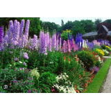 Насіння дельфініум новозеландський Кендел (120...150см) lavender shades (Zip-пакет 3 нас.) опис, характеристики, відгуки