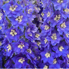 Насіння дельфініум новозеландський Кендел (120...150см) blue shades (Zip-пакет 3 нас.)