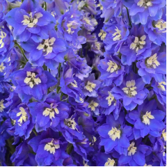 Насіння дельфініум новозеландський Кендел (120...150см) blue shades (Zip-пакет 3 нас.)