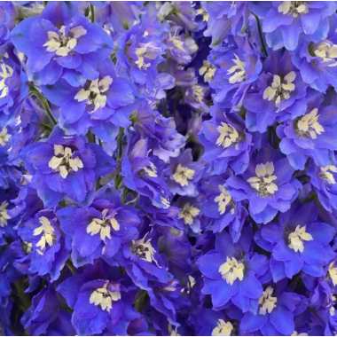 Насіння дельфініум новозеландський Кендел (120...150см) blue shades (Zip-пакет 3 нас.) опис, характеристики, відгуки