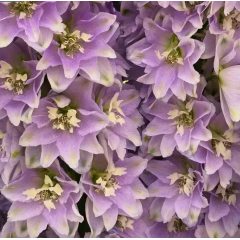 Насіння дельфініум новозеландський Кендел (120...150см) lavender shades (Zip-пакет 3 нас.)