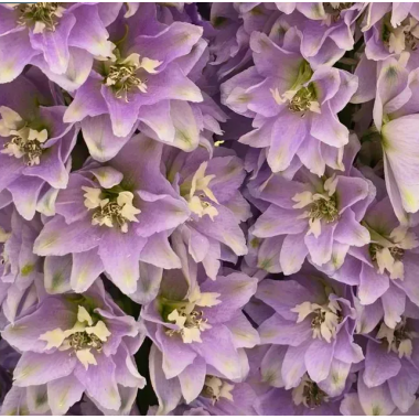 Насіння дельфініум новозеландський Кендел (120...150см) lavender shades (Zip-пакет 3 нас.) опис, характеристики, відгуки