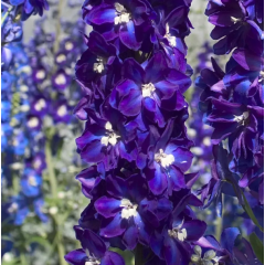 Насіння дельфініум новозеландський Кендел (120...150см) violet shades (Zip-пакет 3 нас.)