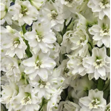 Семена дельфиниум новозеладский Кендел (120...150см) white shades (Zip-пакет 3 сем.) 