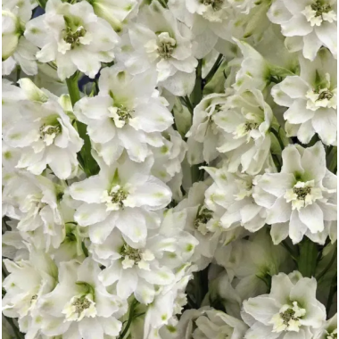 Насіння дельфініум новозеландський Кендел (120...150см) white shades (Zip-пакет 3 нас.) опис, характеристики, відгуки