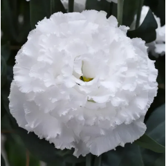 Семена эустома высокорослая Корелли white (Zip-пакет 5 драже)