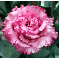Насіння еустома високоросла Корелли deep pink (Zip-пакет 5 драже)