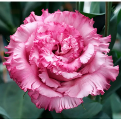 Семена эустома высокорослая Корелли deep pink (Zip-пакет 5 драже)