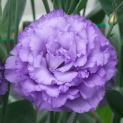 Семена эустома высокорослая Корелли lavender (Zip-пакет 5 драже)