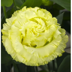 Семена эустома высокорослая Корелли yellow (Zip-пакет 5 драже)