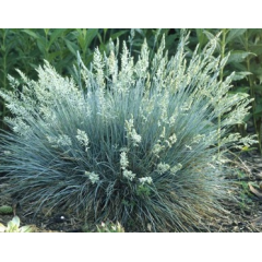 Семена серебряная трава (овсяница скалистая) сизая Spiky (Zip-пакет 5 сем.)