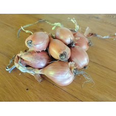 Цибуля-сіянка шалот (сімейна) Гранат (3 циб.)