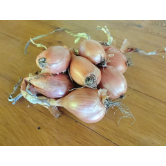 Цибуля-сіянка шалот (сімейна) Гранат (3 циб.)