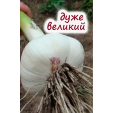 Часник озимий Любаша (8 зубків.)