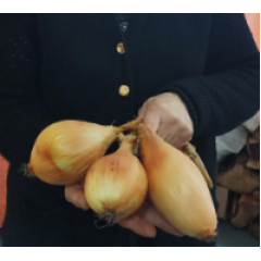 Цибуля-сіянка ріпчата Чайка (100г -  25-28 штук)