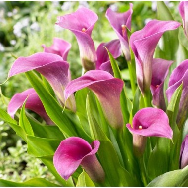 Калла Amethyst (1 клубень) описание, отзывы, характеристики