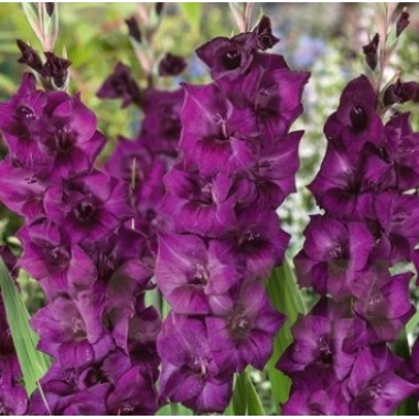 Гладіолус великоквітковий Purple Flora (3 цибул.) опис, характеристики, відгуки
