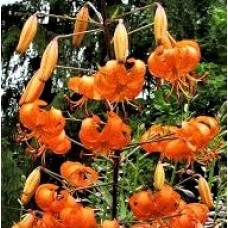 Лилия видовая тюрбан Henryii (1 луков.)