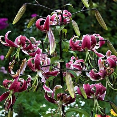 Лилия видовая тюрбан Black Beauty (1 луков.) описание, отзывы, характеристики