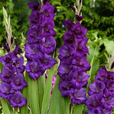 Гладіолус великоквітковий Purple Flora (3 цибул.) опис, характеристики, відгуки