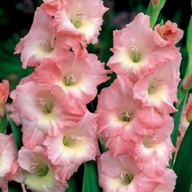 Гладиолус крупноцветковый Rose Supreme (3 луков.) описание, отзывы, характеристики