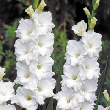 Гладиолус крупноцветковый White Prosperity (3 луков.) описание, отзывы, характеристики