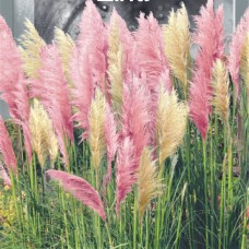 Насіння Пампаська трава рожево-біла суміш (0,02г)
