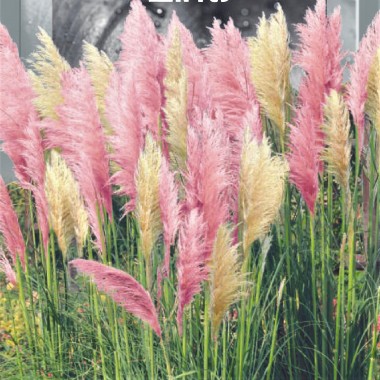 Семена Пампасная трава розово-белая смесь (0,02г) описание, отзывы, характеристики