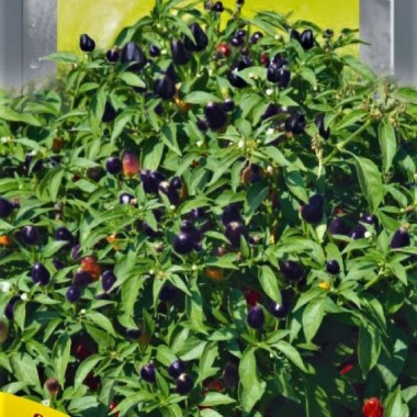 Семена перец Пурпурная жемчужина комнатно-садовый (5 семян) описание, отзывы, характеристики