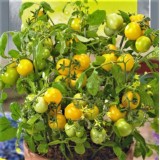 Семена томат Балконный желтый (10 семян) описание, отзывы, характеристики