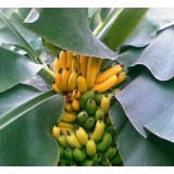 Семена Банан комнатный (3 шт.) описание, отзывы, характеристики