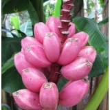 Семена Банан комнатный бархатный (3 шт.) описание, отзывы, характеристики