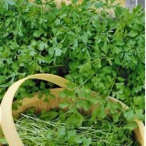 Семена салат Кресс кучерявый (1г) описание, отзывы, характеристики