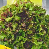 Семена салат балконный красный (1г) описание, отзывы, характеристики