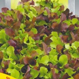 Семена салат балконный смесь (1г) описание, отзывы, характеристики