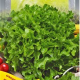 Семена салат балконный зеленый (1г) описание, отзывы, характеристики