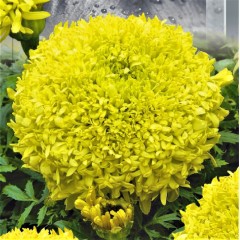 Семена бархатцы высокорослые Фантастик желтые (0,5г)