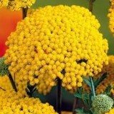 Семена ахилея (тысячелистник) Желтая Крупноцветковая многолетняя (0,1г) описание, отзывы, характеристики