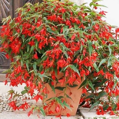 Семена Бегония боливийская Копакабана красная F1 (5 драже) описание, отзывы, характеристики