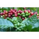Семена кофе Аравийский комнатный (10 семян) описание, отзывы, характеристики