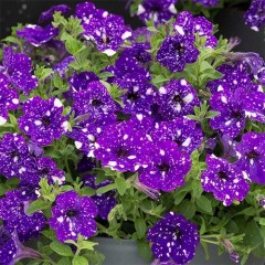 Семена петуния Звездное небо фиолетовая (10 драже)