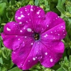 Семена петуния Звездное небо темно-розовая (10 драже)