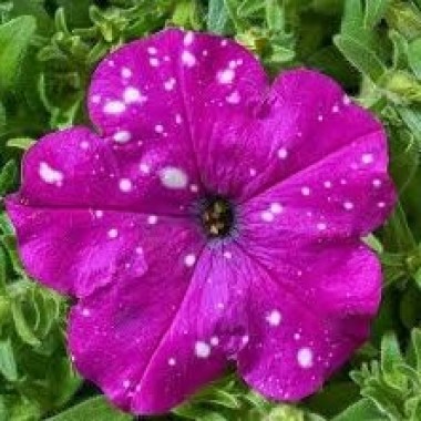Семена петуния Звездное небо темно-розовая (10 драже) описание, отзывы, характеристики